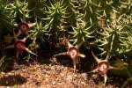 Image result for Huernia verekeri