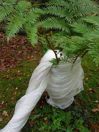 Ferns are native to almost every corner of the globe, but use these instructions to care for a fern. How To Apply Winter Protection Gardenpalms