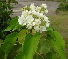 Image result for Dombeya kirkii