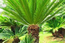 However, every spring, gently remove the plant from its pot and refresh the potting medium to ensure continued healthy growth. How To Grow And Care For Sago Palm Gardener S Path