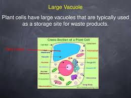 Check spelling or type a new query. The Cell Organelles Typical Animal Cell Ppt Download