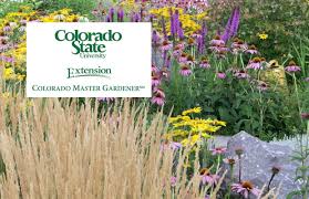 Echinacea species, pale purple coneflower echinacea pallida: Colorado Master Gardeners The Nasturium Plant Steamboattoday Com