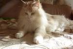 Turkish Angoras for Sale | Cats on Oodle Classifieds