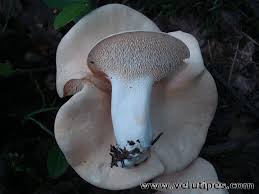 Image result for Dentinum repandum