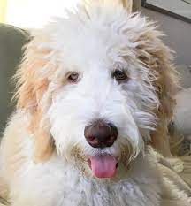 F2b English Goldendoodles Of Smeraglia Goldendoodle Teddy Bear Goldendoodle Soft Paws