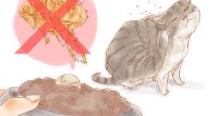 How To Get Rid Of Fleas Naturally 14 Steps With Pictures Cat Has Fleas Fleas Cat Fleas