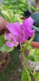 Iannah S Mini Garden Home Facebook