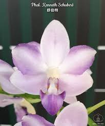 phal kenneth schubert 舒伯特 orchids flowers plants
