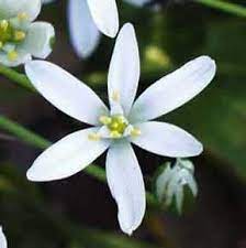 Our Lady S Tears Star Of Bethlehem Good For Shade Star Of Bethlehem Flower Remedy Bach Flower Remedies