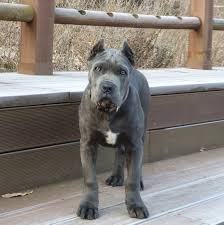 #멍스타그램 #케인코르소 #정매력 #다컷네 #힘이장사. Pin Auf Cane Corso