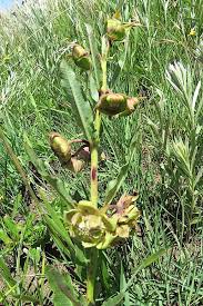 Image result for Pachycarpus concolor