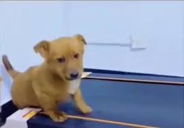 how s your home workout routine going cute dogs funny dogs funny animals