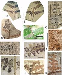 Image result for Dennstaedtiaceae