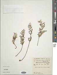 Image result for Cheilanthes involuta