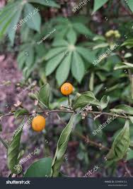 Image result for Putranjivaceae