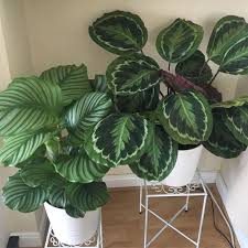 Calathea Orbifolia And Calathea Medallion Spring 2019 Plants House Plants Indoor Inside Plants