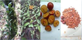 We did not find results for: Pengembangan Rukam Tanaman Buah Hutan Yang Mulai Langka Di Arboretum Aek Nauli Balai Kliring Keanekaragaman Hayati Indonesia Chm