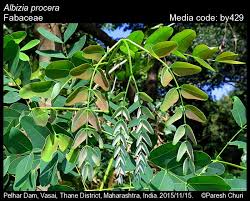 Image result for Albizia procera