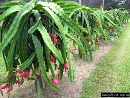 Maybe you would like to learn more about one of these? Pitaya Yellow Dragon Fruit Tree Hylocereus Megalanthus