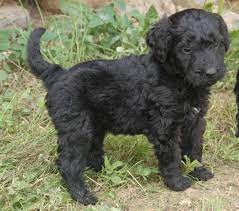 Black Goldendoodle Goldendoodle Puppy Labradoodle Black Puppies Goldendoodle Black