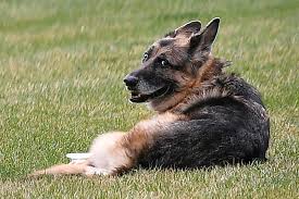 Guardian german shepherds we are a small hobby breeder / kennel located in colorado springs, co. Fjrrt2guuwpo6m