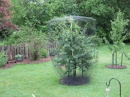 Bird Netting For Garden Near Me Bird Netting Fruit Trees Dwarf Fruit Trees Outdoor Gardens
