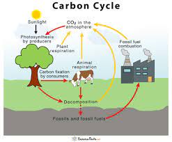 Carbon Cycle Definition Human Impacts Importance Diagram
