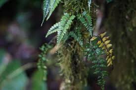 Image result for Lellingeria