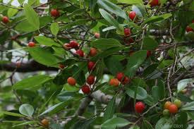 Image result for Drypetes