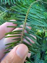 Image result for Aeschynomene glauca