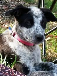 Black And White Spotted Blue Heeler Zoe Our Blue Heeler Border Collie Cross Abt 11 Weeks Blue Heeler Unique Dog Breeds Rare Dog Breeds
