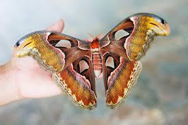 Moths  môthz , môths   me motthe < oe moththe , akin to ger motte < ie base * math , gnawing vermin  1. What Is The Largest Moth In The World Worldatlas