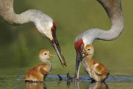 Water Birds Of Northern Michigan Unnamed Pixdaus Beautiful Birds Pet Birds Bird Photography