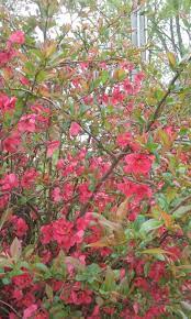 Download free flowers wallpapers and desktop backgrounds. Flowering Shrub With Dark Pink Flowers Yellow Center 560724 Ask Extension