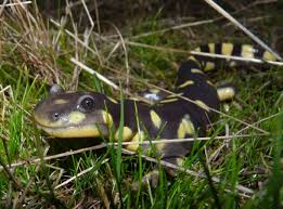 2 town centre circuit, salamander bay (nsw), 2317, australia. Tunnels For Tiger Salamanders