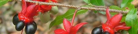 Image result for Ochna ovata