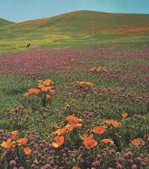 Plants and worn, aged materials are generally used by japanese garden designers to suggest a natural landscape, and to express the fragility of existence as … Field Of Flowers Images On Favim Com