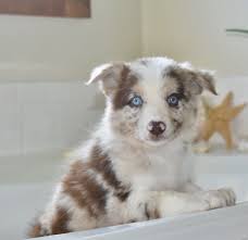Maybe you would like to learn more about one of these? This Beautiful Red Merle Border Collie Puppy Is Getting Ready For Her Bath Bordercollie Puppy Border Collie Puppies Collie Puppies For Sale Collie Puppies