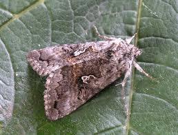 Image result for Syngrapha interrogationis