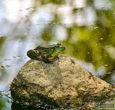 Your potted plants deserve the best organic potting soil. Frogs And Toads Great For Your Garden A Healthy Life For Me