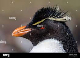 Klippehopperpingvin Hi-Res Stock Photography And Images - Alamy