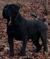 Black Boerboel Puppies For Sale In Bloemfontein Mid Atlantic Boerboels Mastiff Breeds African Boerboel Mastiff Dogs