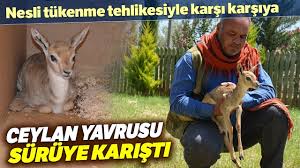 Ceylan Yavrusu Suruye Karisti Youtube