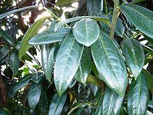 We did not find results for: Prunus Laurocerasus Wikipedia