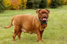 Image result for ochrana chrupu