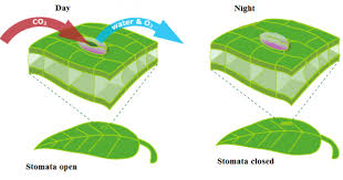 Biological Systems Homeostasis Texas Gateway