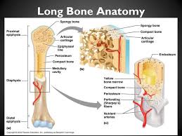 This is an online quiz called long bone labeling. 30 Label The Parts Of A Long Bone Labels Database 2020