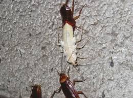 And you must get used to the thought that while gardening or just walking in the street you may come across them at. How To Get Rid Of Palmetto Bugs Control Prevention Guide