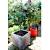 Evergreen Trees In Pots For Screening