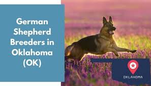 Purebred german shepherd breeders in indiana, michigan, ohio. 21 German Shepherd Breeders In Oklahoma Ok German Shepherd Puppies For Sale Animalfate
